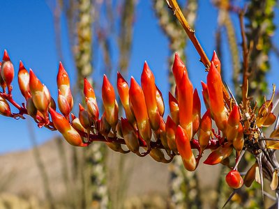 Ocotillo Cactus