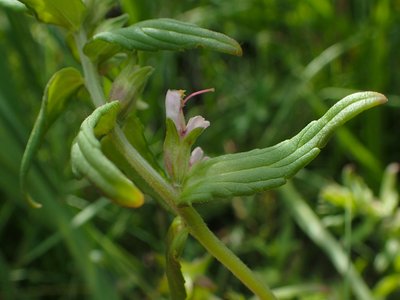 Odontites litoralis