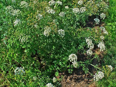 Oenanthe crocata
