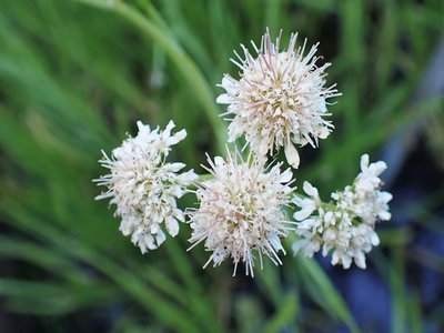 Oenanthe fistulosa