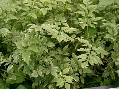 Oenanthe javanica