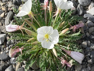 Oenothera cespitosa