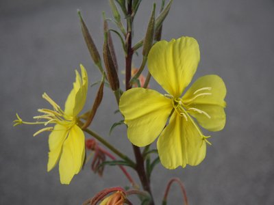 Oenothera elata