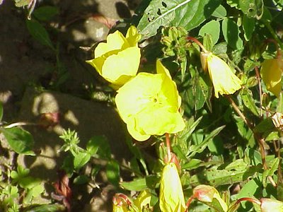 Oenothera fruticosa