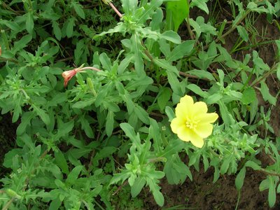 Oenothera laciniata