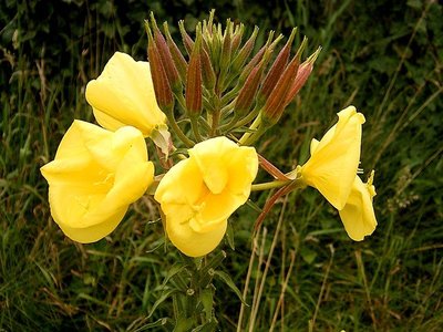 Oenothera lamarckiana