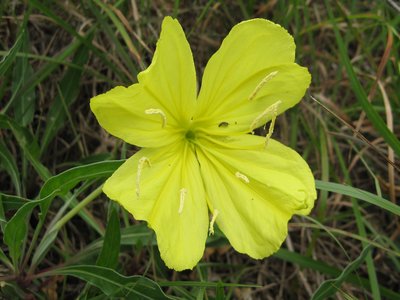 Oenothera macrocarpa