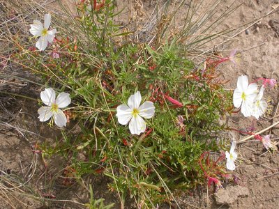 Oenothera pallida