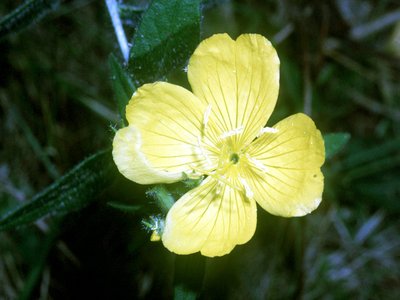 Oenothera pilosella