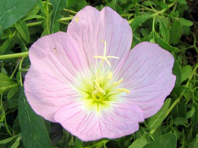 Oenothera speciosa