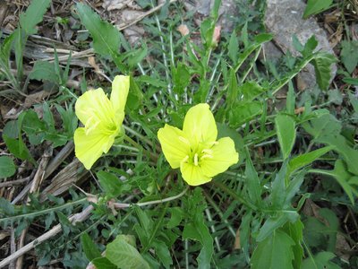 Oenothera triloba