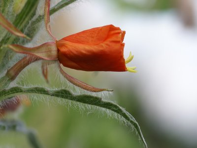 Oenothera versicolor