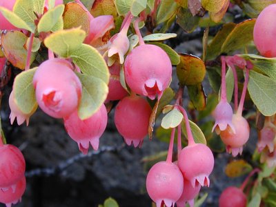 Ohelo Berry