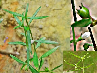 Oldenlandia diffusa