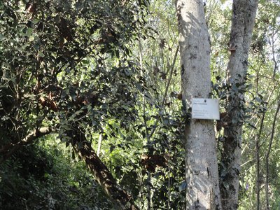 Olea woodiana