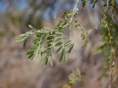 Olneya tesota