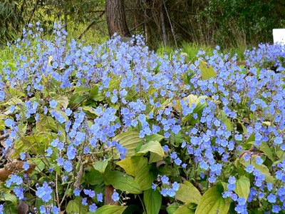 Omphalodes cappadocica