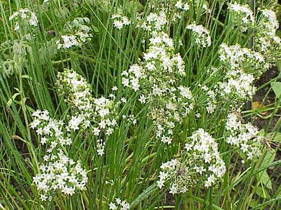 Onion Chives
