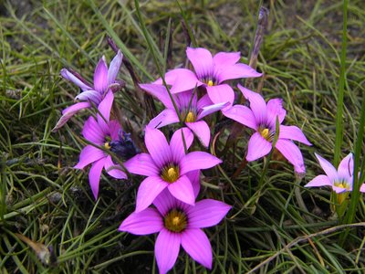 Onion Grass