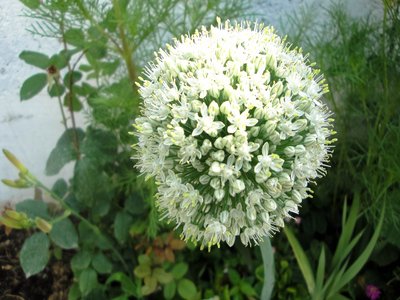 Onion