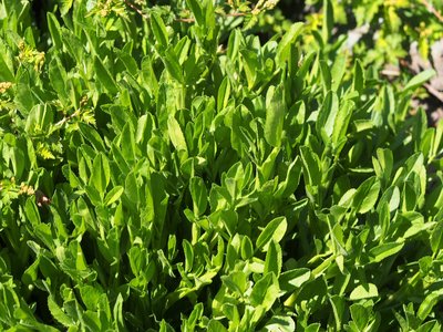 Ononis spinosa