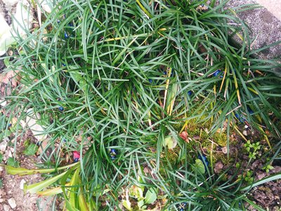 Ophiopogon japonicus