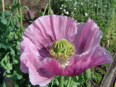 Opium Poppy