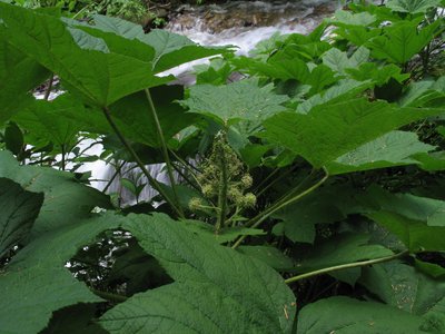 Oplopanax horridus
