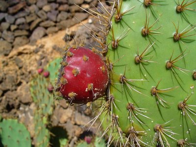 Opuntia engelmannii