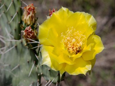 Opuntia humifusa