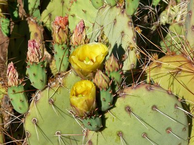 Opuntia phaecantha