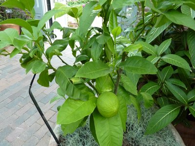 Orange Bergamot