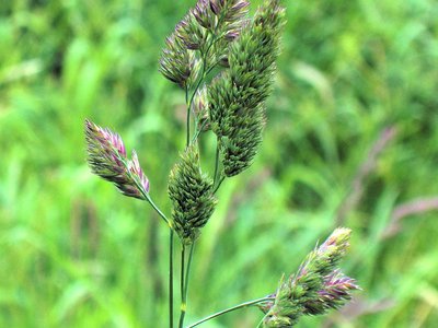 Orchard Grass