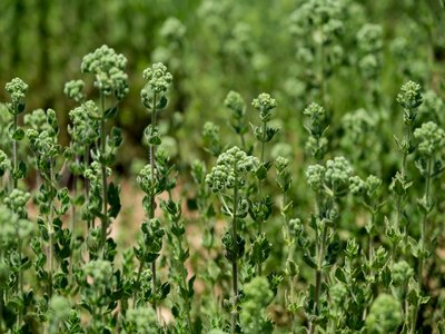 Oregano Thyme