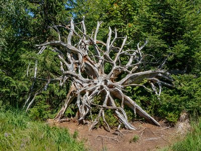 Orris Root