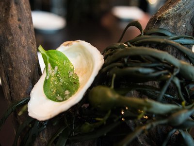 Oyster Leaf