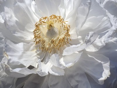 Paeonia
