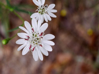 Palafoxia