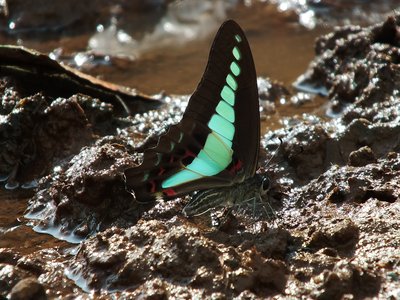 Pale Swallowtail Herb