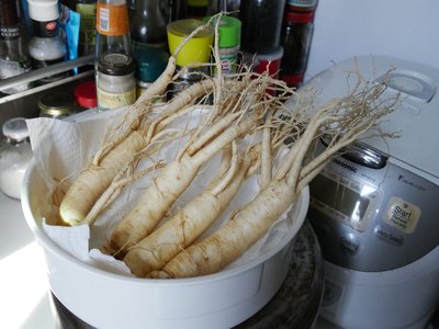 Panax Ginseng