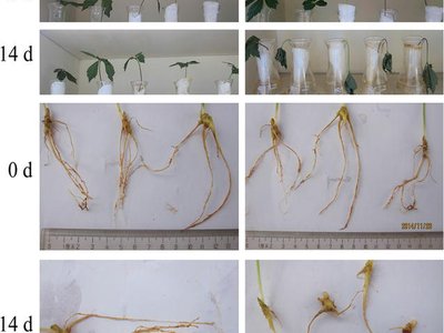 Panax Notoginseng