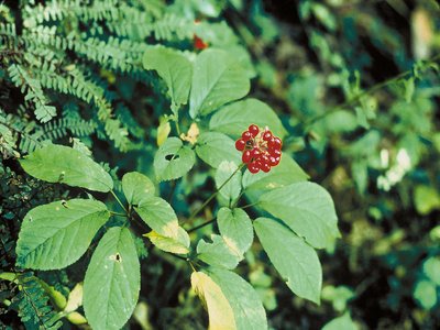 Panax Quinquefolius