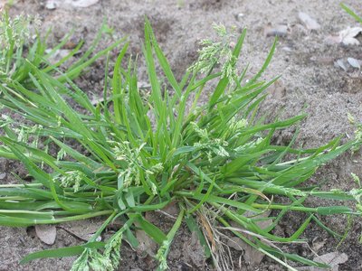 Panicularia