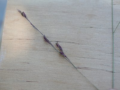 Panicum