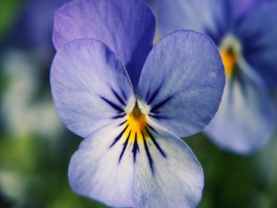 Pansies