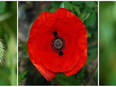 Papaver