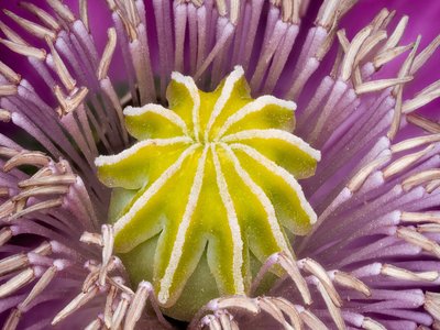 Papaveraceae