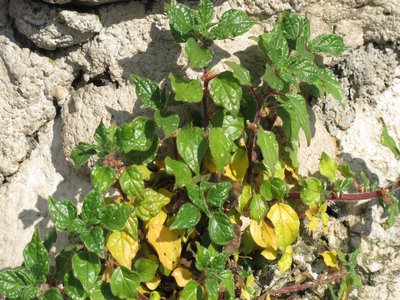 Parietaria
