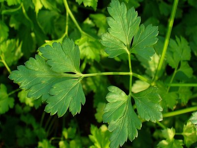 Parsley