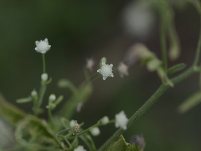 Parthenium